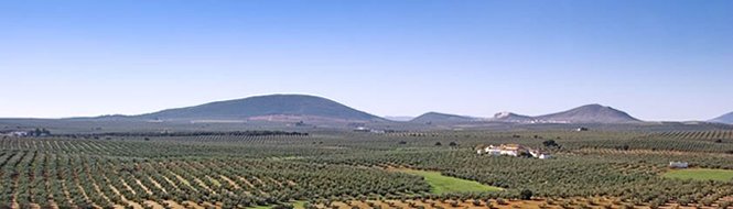 Aceite de Oliva de Antequera