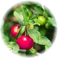 acerola ACEROLA