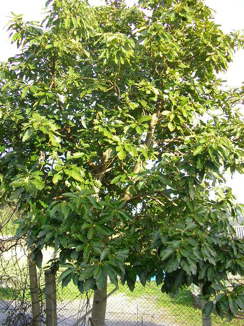 Arbol del Abacate