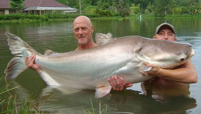 Bagre pescado Bagre pescado