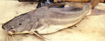 Bagre Blanco pescado