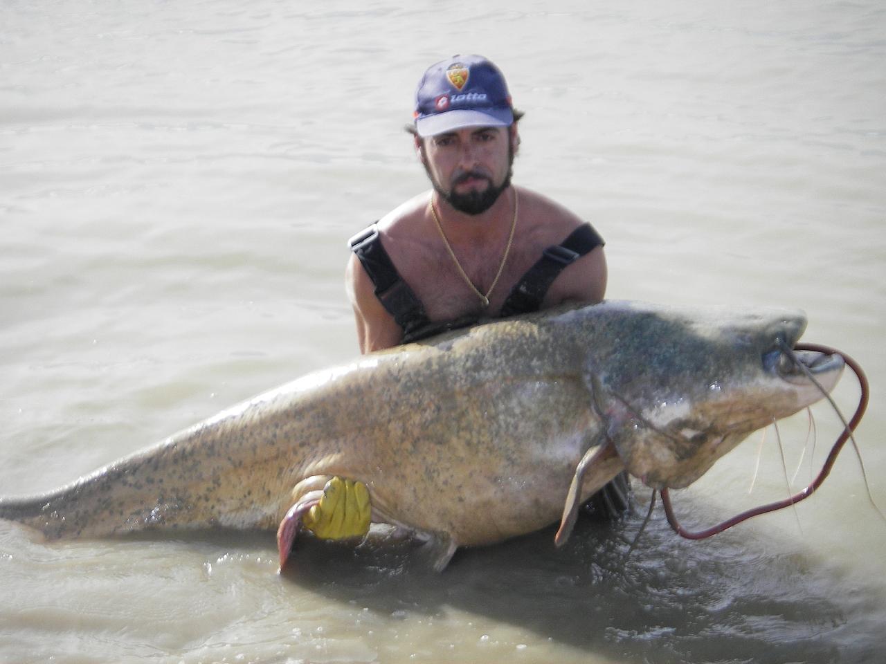 Bagres pescados Bagres pescados