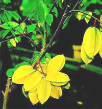 CARAMBOLA