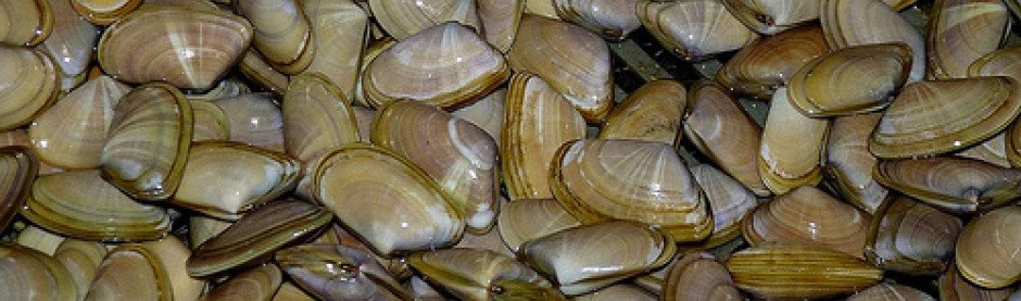 Coquinas