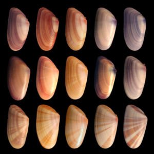 Las Coquinas