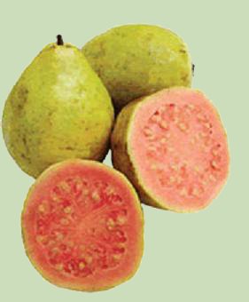 guayaba