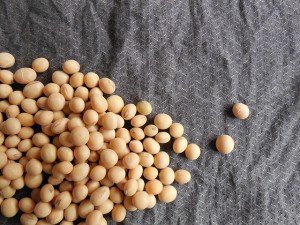 La soja, soya