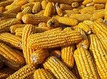 maiz-grano