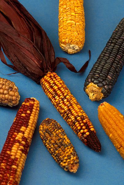cinco-recetas-y-una-sola-arepa-verdadera