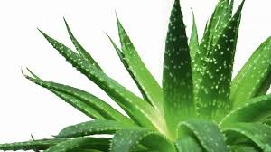 aloe