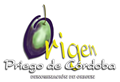 d-o-espana-aceites-de-oliva-virgen-extra