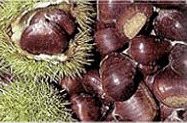 denominaciones-de-origen-de-frutas-de-espana