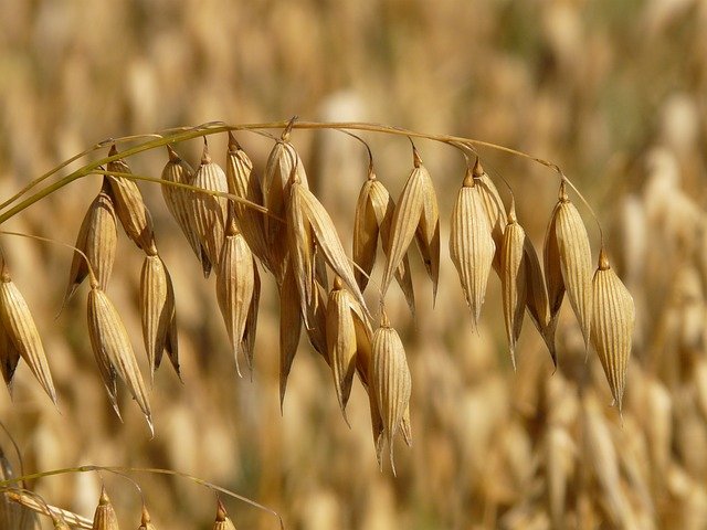 Fibra Avena