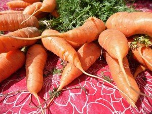 zanahorias