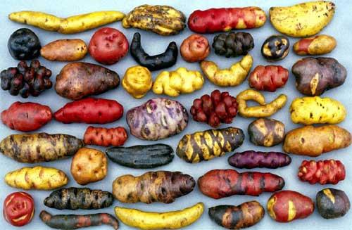 Cocina peruana Gastronomia de Perú