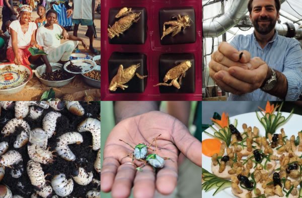 comer insectos