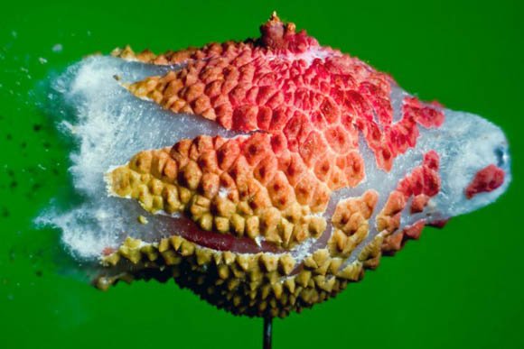 explosivas fotografias de comida por alan sailer