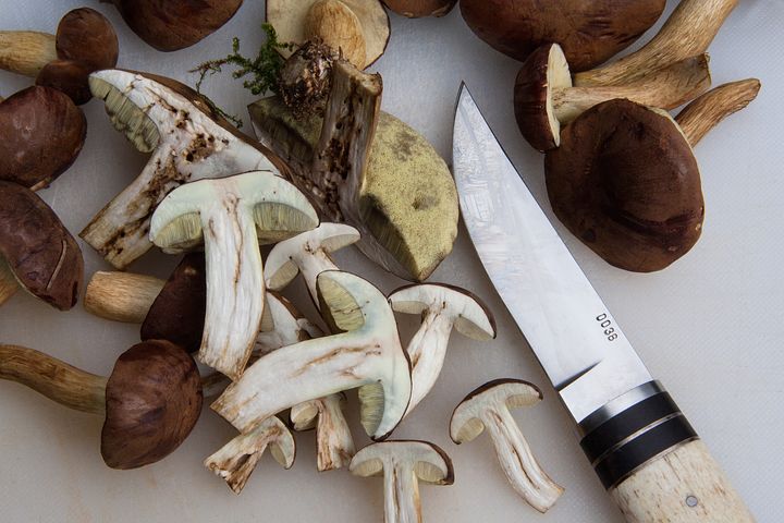 boletus