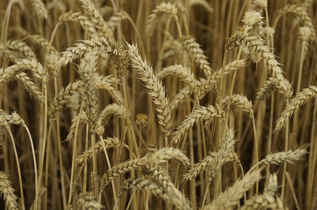 Campos de trigo