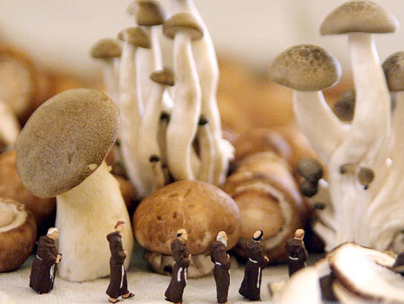 small world de matthew carden