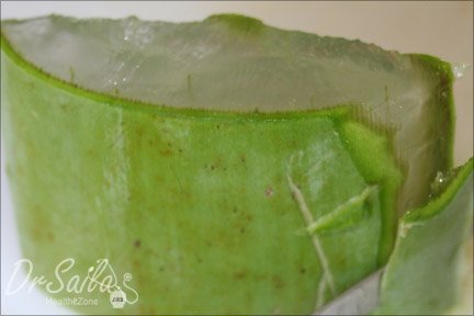 Aloe vera