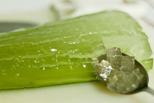 aloe vera en casa