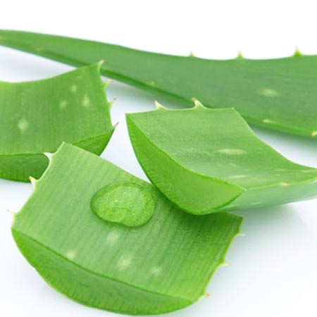 conservar aloe vera
