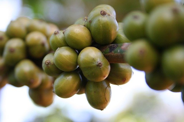 Planta del café