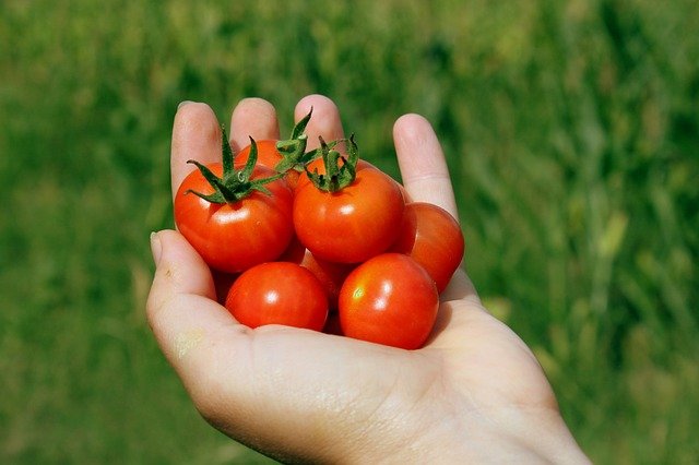 tomatitos
