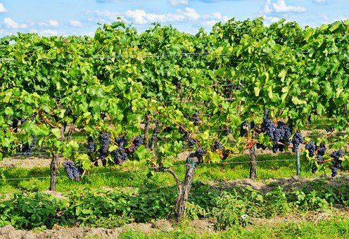 vinos-ecologicos